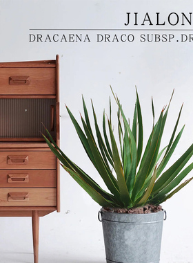 德拉科龙血树 dracaena draco subsp.Draco块根植物绿植盆栽