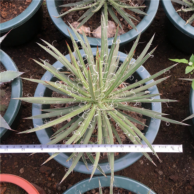 笼之白丝乱雪锦龙舌兰科属 黄覆轮泷之白丝 黄中斑 热带沙漠景观