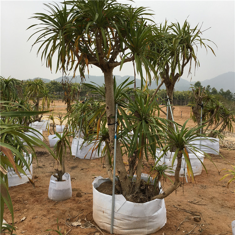 海南龙血树老桩 龙铁树 大型植物景观盆栽 绿植花卉 沙漠景观设计