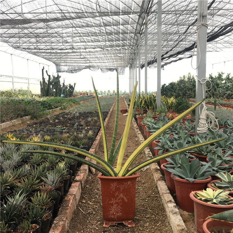 圆叶虎皮兰锦花卉多肉植物绿植园叶虎尾兰锦棒叶虎尾兰锦千岁兰