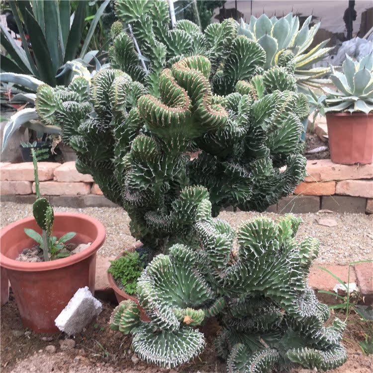春駒綴化 仙人掌 沙生綠植 多肉植物春姬綴化 中大型品種可挑圖