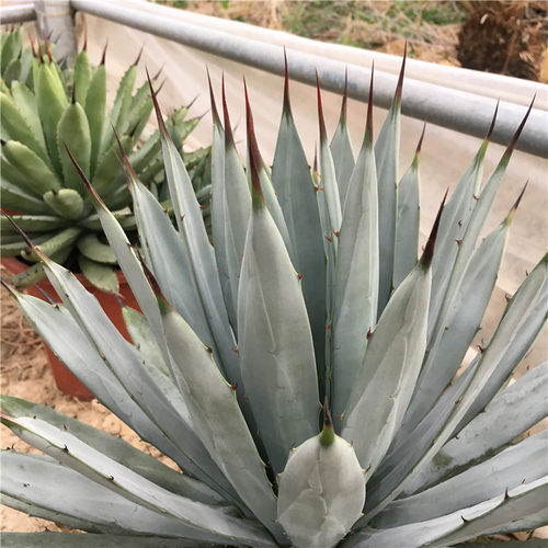 八荒殿 龙舌兰盆栽 蓝色仙人掌 阳台卧室植物 沙漠热带 大型景观 - 封面