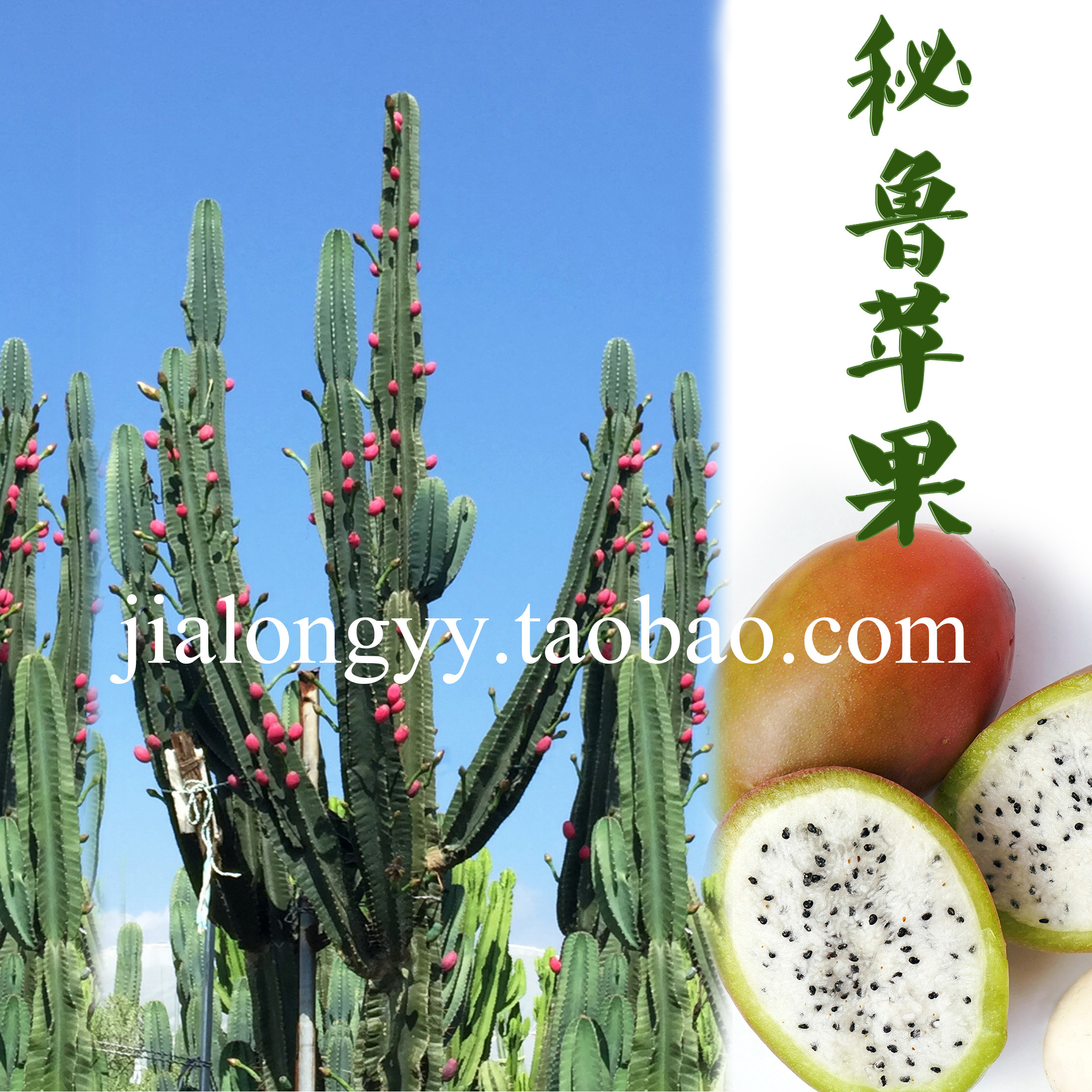 实生掌属科秘鲁苹果 大型景观沙漠植物 量天尺仙人柱嫁接砖木庭院