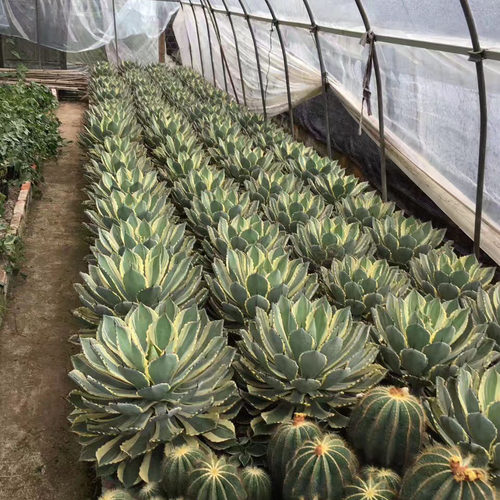 吉祥冠龙舌兰植物 吉祥冠锦盆栽多肉植物 景观造景沙漠仙人掌直销 - 封面