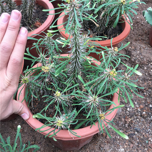 罗氏麒麟大戟科原产状丛生小灌木