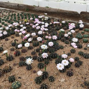 实生肋骨牡丹杂交 黑牡丹仙人球 盆栽植物 一物一拍实图拍摄 BL