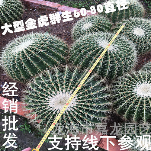 大型多头金虎仙人球沙漠植物金琥