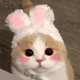 猫咪兔子头套网红可爱搞怪宠物帽子布偶美短英短头饰兔耳朵饰品