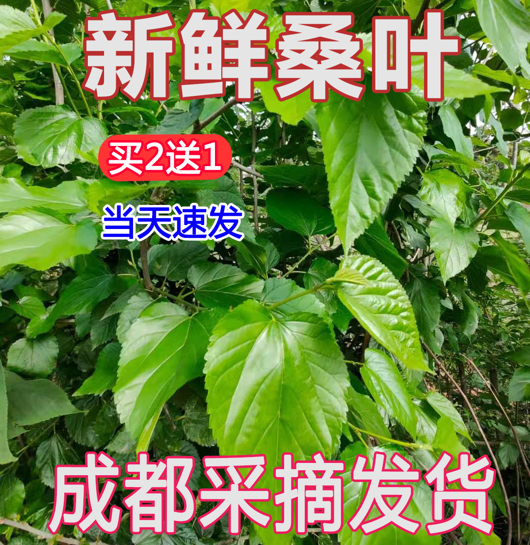 桑叶新鲜蚕宝宝鲜嫩学生养蚕现摘桑蚕食物蚕卵活蚕嫩叶大叶批斤包