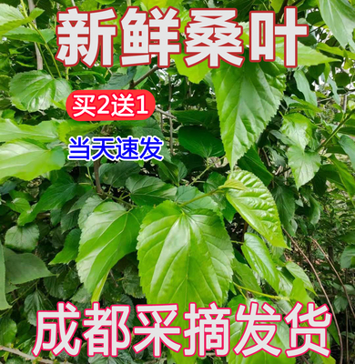 顺丰桑叶新鲜大小蚕吃嫩成都发货