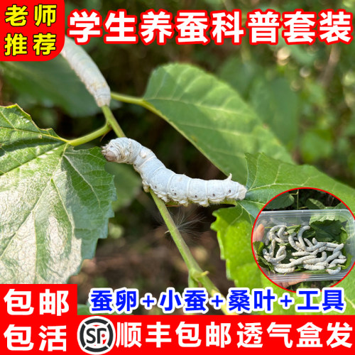 蚕宝宝活体春蚕幼虫活物学生养蚕套装儿童小蚕1龄234龄送新鲜桑叶