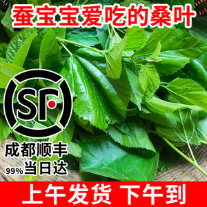 顺丰包邮新鲜桑叶蚕宝宝学生养蚕