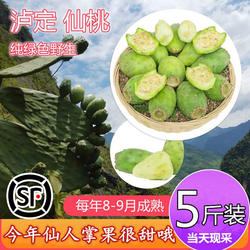 发顺丰四川泸定仙桃仙人掌果新鲜野生食用白心仙人果稀奇少见应季