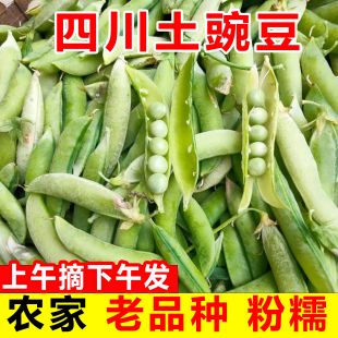 四川新鲜土豌豆带壳豌豆荚当季 9斤 农家蔬菜青豆荷兰甜豆角现摘5