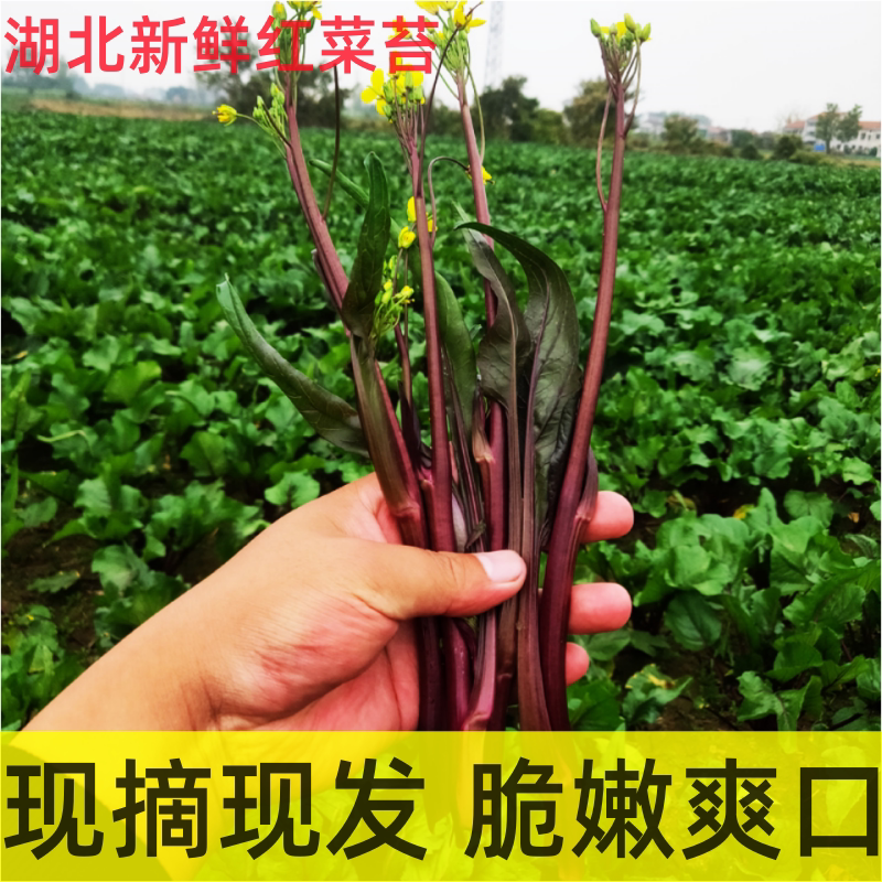 湖北新鲜红菜苔现摘现发当季菜芯