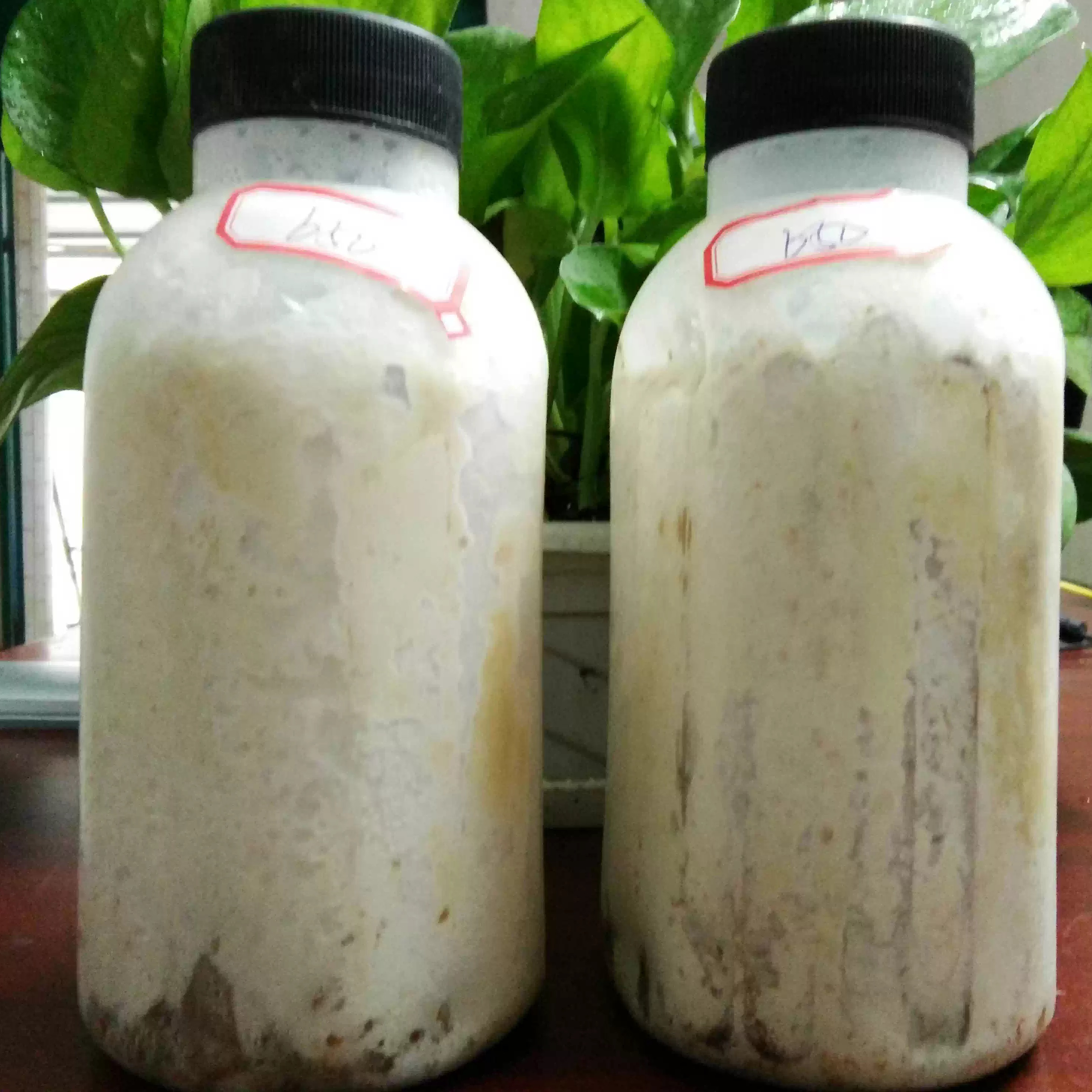 竹签菌操作方便瓶装5瓶包邮枝条