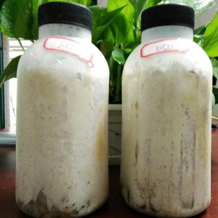 包邮 平菇姬菇秀珍枝条竹签谷粒菌种蘑菇种子操作方便10元 每瓶5瓶