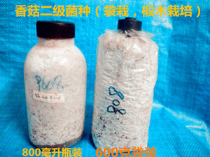 食用菌菌种