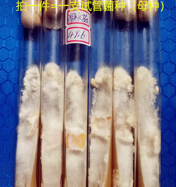 猴头菇菌种母种原种栽培种试管种一级种种子猴头菇种短刺长刺