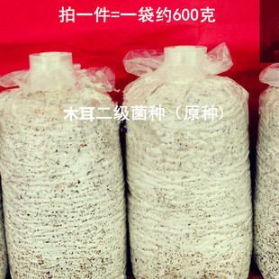 黑木耳菌种种子袋料椴木二级种原种栽培种木耳种食用菌菌种老鼠耳