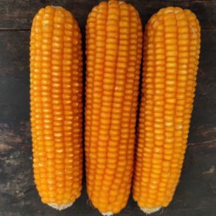 2025年大别山老品种小金黄非转基因自留种循环种植玉米棒可磨面
