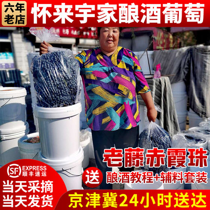 酿酒葡萄怀来宇家专业赤霞珠老藤新鲜现摘发货2件起拍发顺丰