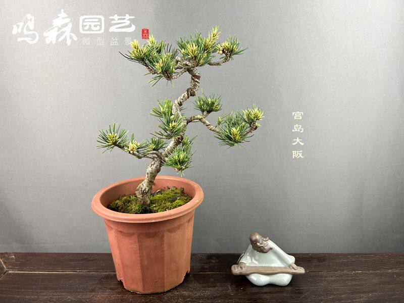 多年老盆栽宫岛大阪 造型老盆景大阪松盆景素材  一图一号一拍