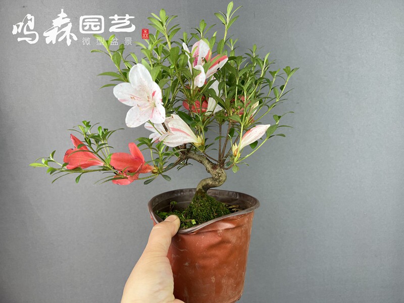 原本实生七彩小老桩 矮霸 大肠造型杜鹃盆景  各种造型皋月杜鹃