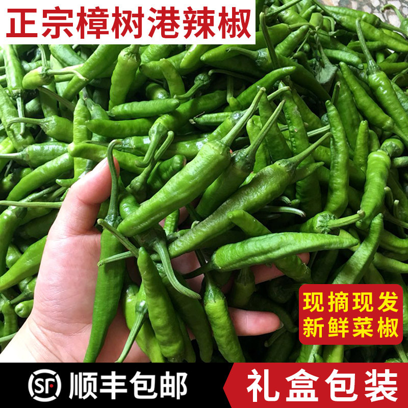 樟树港辣椒湖南本地农家青椒辣现摘新鲜岳阳特产正宗樟树港辣椒