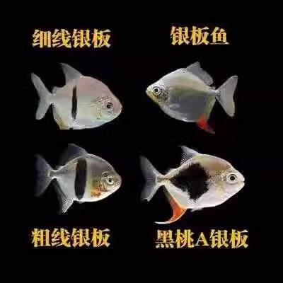 银板鱼粗线黑桃a鱼活体豹点虎纹非洲金鼓金银鼓鱼中层热带龙配鱼
