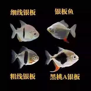 银板鱼粗线黑桃a鱼活体豹点虎纹非洲金鼓金银鼓鱼中层热带龙配鱼
