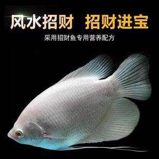 红眼招财鱼战船鱼活鱼古代发财鱼中大型热带淡水观赏鱼风水鱼梅花