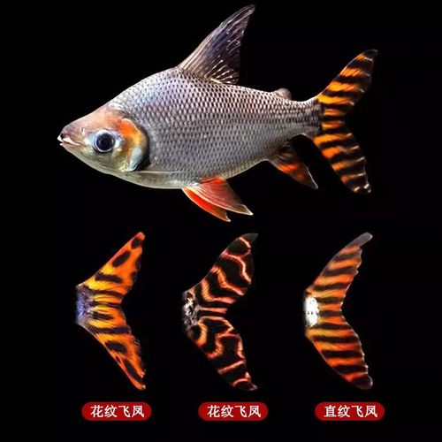 小中型龙鱼飞凤鱼金银凤鱼