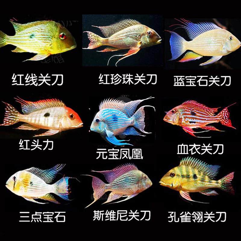 斯维尼关刀鱼南美食土鲷蓝宝石观赏鱼元宝凤凰鱼和尚红眼白子苗子