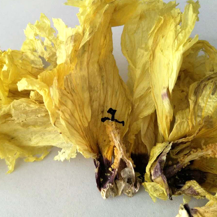 中药材黄蜀葵花 黄葵花 紫罗兰大蜀季花 保含量 无提取一斤52包邮