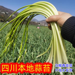 四川温江蒜薹新鲜白帽蒜苔时令蔬菜香蒜苔豪现摘现发非河南红蒜薹