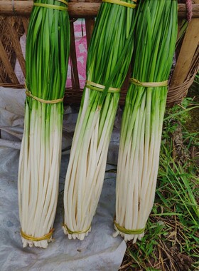 韭白绿色韭黄韭菜烧烤四川自贡特产农家新鲜时令韭菜花盐帮菜蔬菜