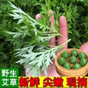 四川新鲜艾叶生艾叶草糍粑艾叶尖野生艾草叶食用清明草青团野菜