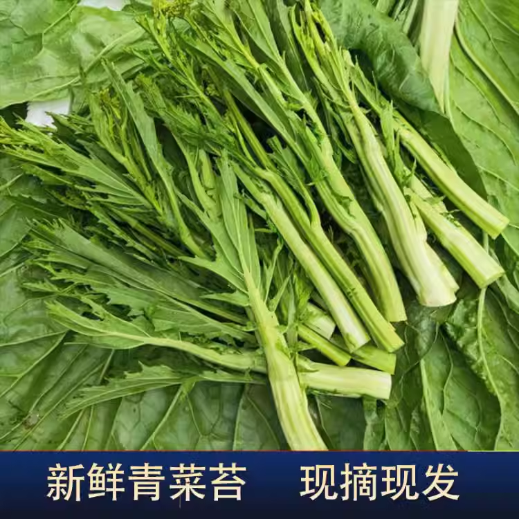 四川冲菜农家新鲜青菜苔荠菜苔冲鼻菜腊菜辣辣菜时令蔬菜辣鼻子菜,水产肉类/新鲜蔬果/熟食,其它,淘宝优惠券,粉丝福利购,淘宝优惠卷