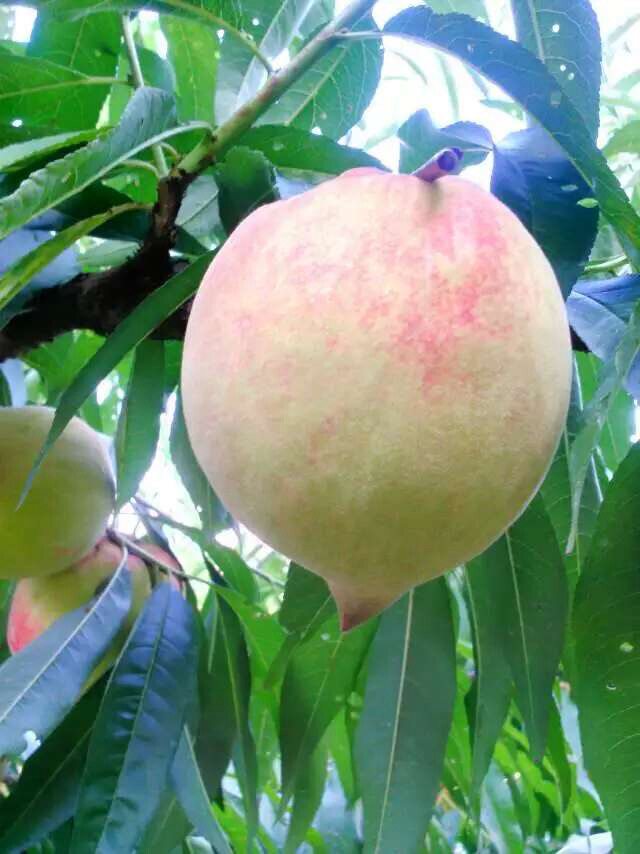 2022新鲜上市翁源鹰嘴桃勾嘴桃李洞深山泉水蜜桃爽口多汁顺丰包邮