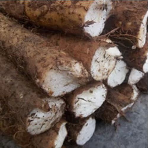 新鲜现货煲汤材料先挖山药