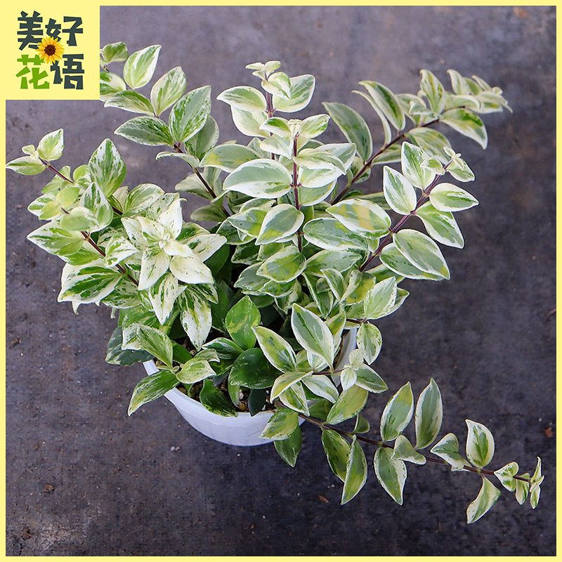口红吊兰锦花叶锦化办公室绿植室内植物盆栽吊兰花卉水培垂吊好养