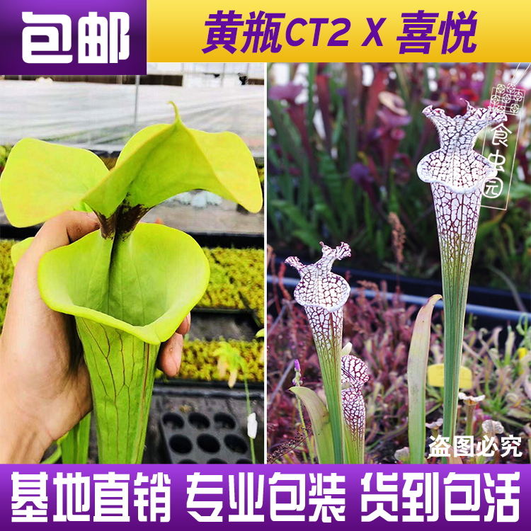 【黄瓶子草CT2X喜悦瓶子草】食虫植物 杂交瓶子草 实生苗 包邮