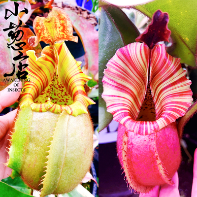 食虫植物--橘子维奇x徐脑袋维奇猪笼草 种子苗精选绿植食虫草