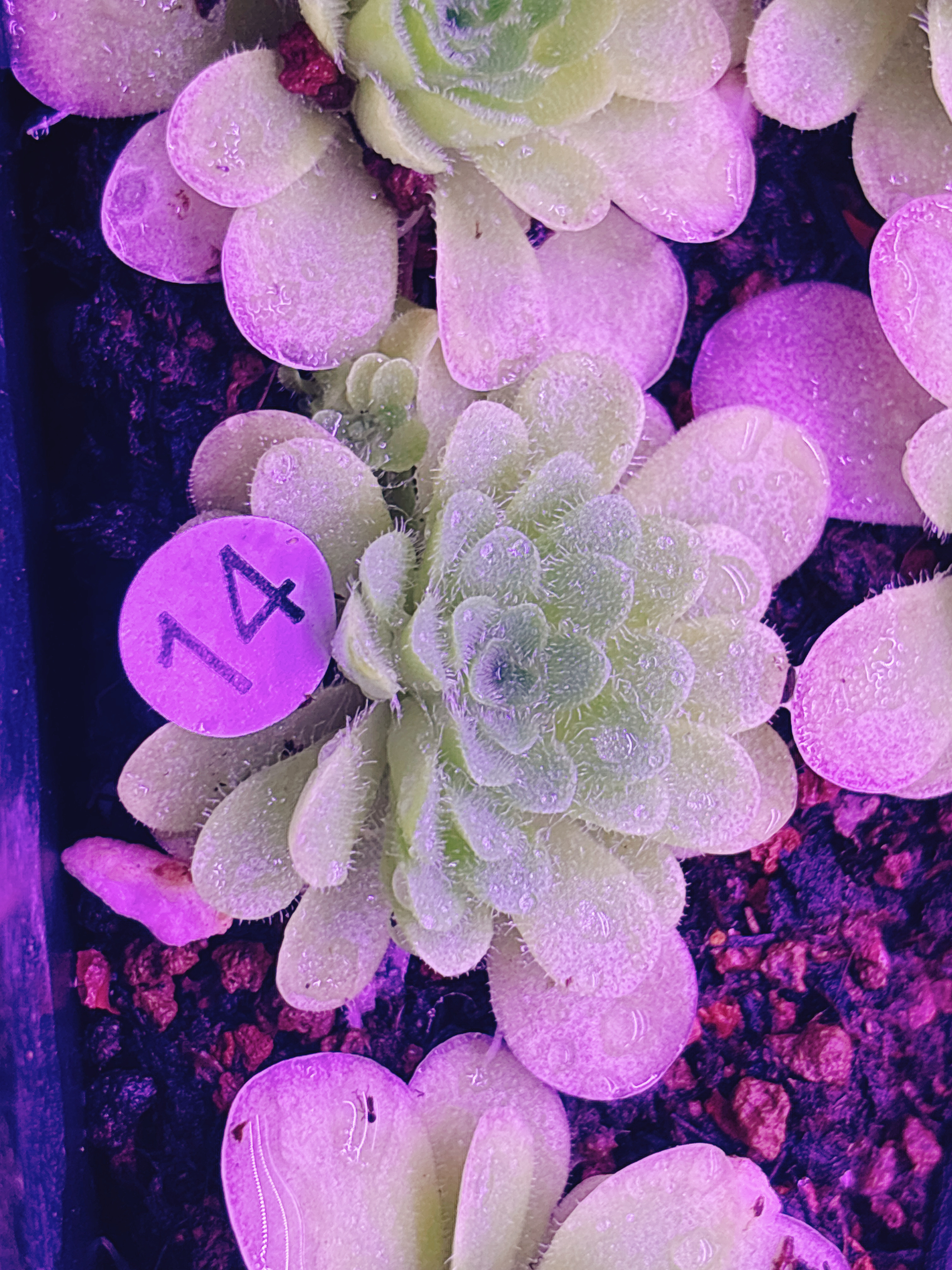 浙江实物图- -可里马交圆切捕虫堇大苗进入冬型叶精选一物一拍14