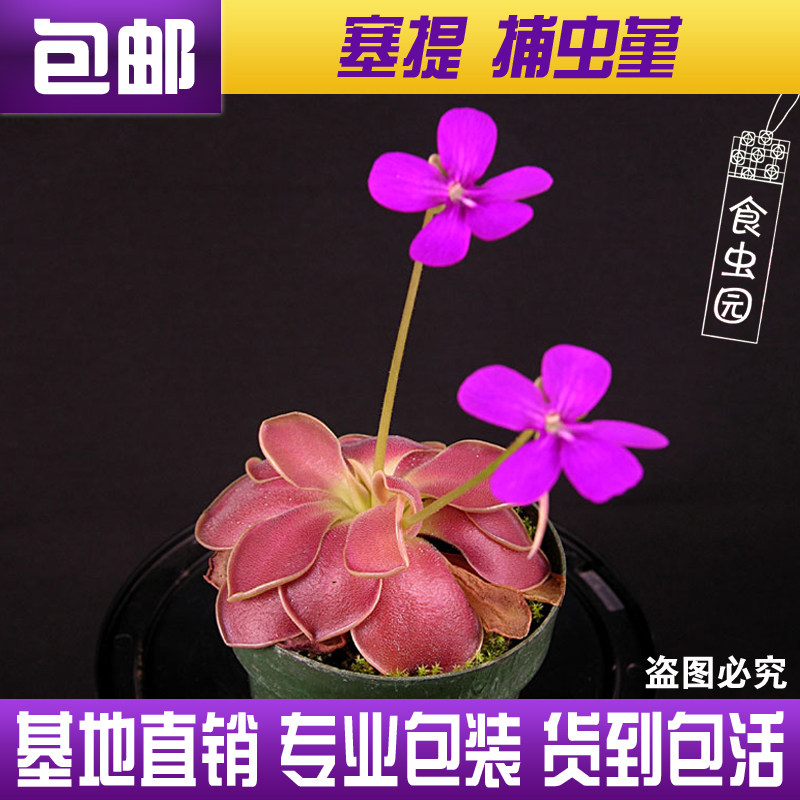 塞提捕虫堇食虫植物食人花驱蚊草卧室喜阴多肉花卉盆栽 包邮,鲜花速递/花卉仿真/绿植园艺,食虫植物,淘宝优惠券,粉丝福利购,淘宝优惠卷