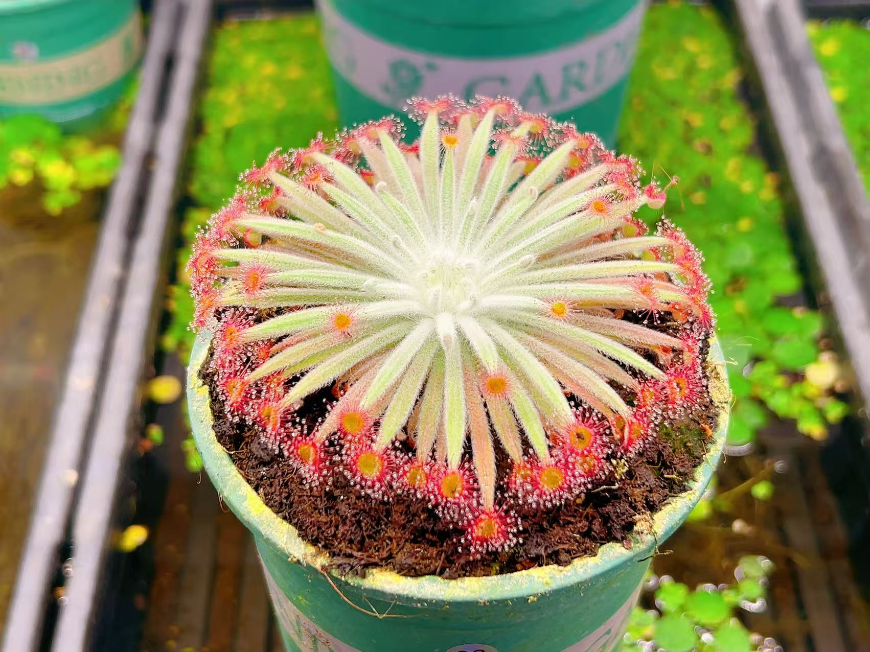 佛山实物图--38号银匙茅膏菜北岭地大苗加仑盆精选一物一拍实拍图