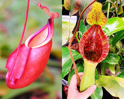 佛山实物图--D78号 海盗×宝特劳氏猪笼草种子苗  精选大苗