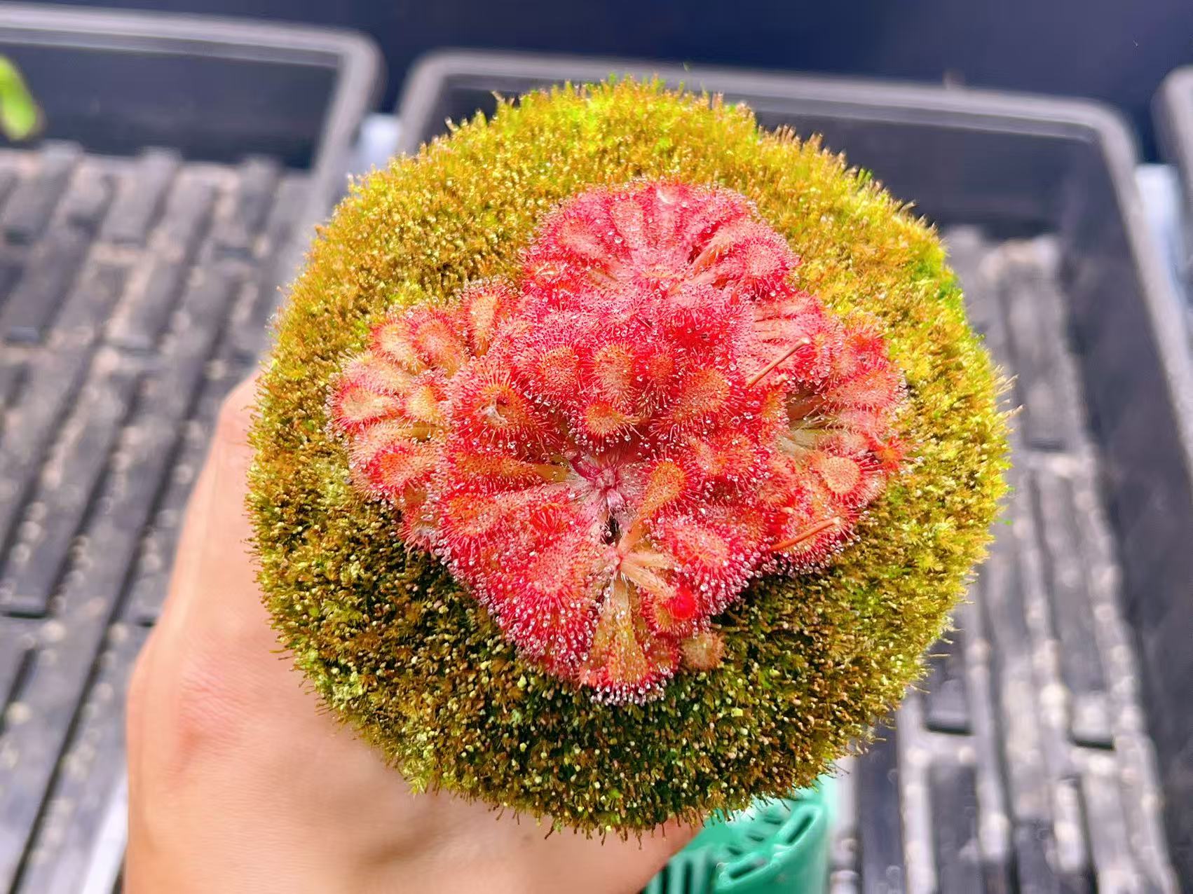 佛山实物图--89号 狄尔斯茅膏菜加仑盆爆盆精选一物一拍实拍图