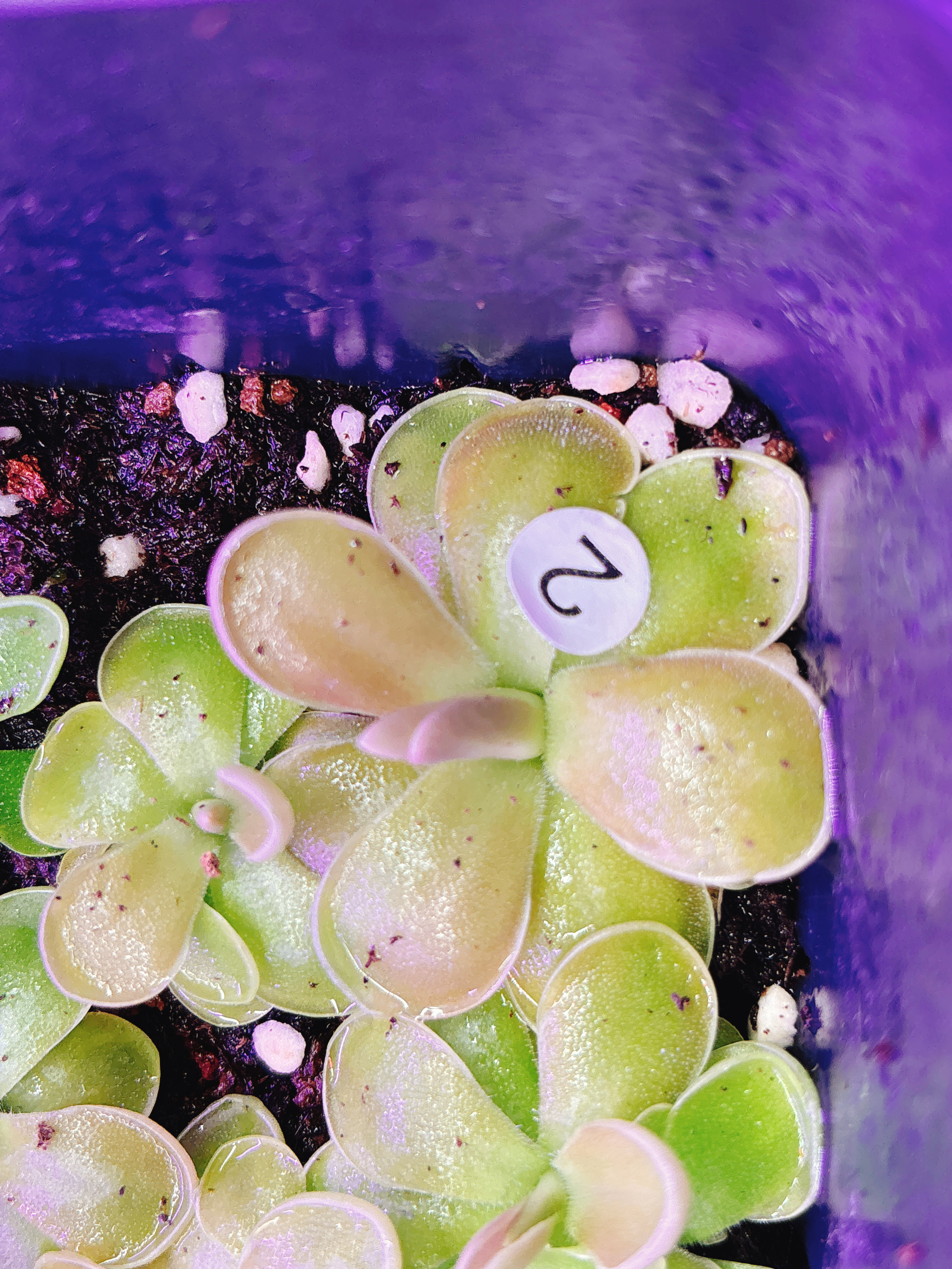 浙江实物图--红爱兰捕虫堇大苗造景食虫精选一物一拍实拍图2号